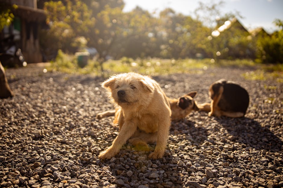 Best Probiotics for Dogs with Allergies: 2026 Guide That Works