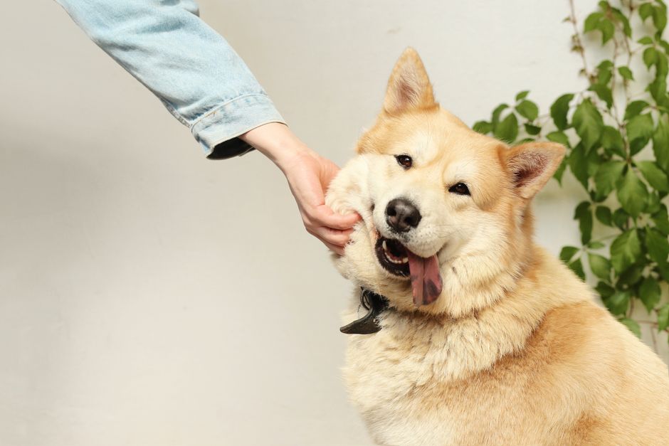Best Multivitamin for Dogs: 2026 Guide to Benefits & Ingredients