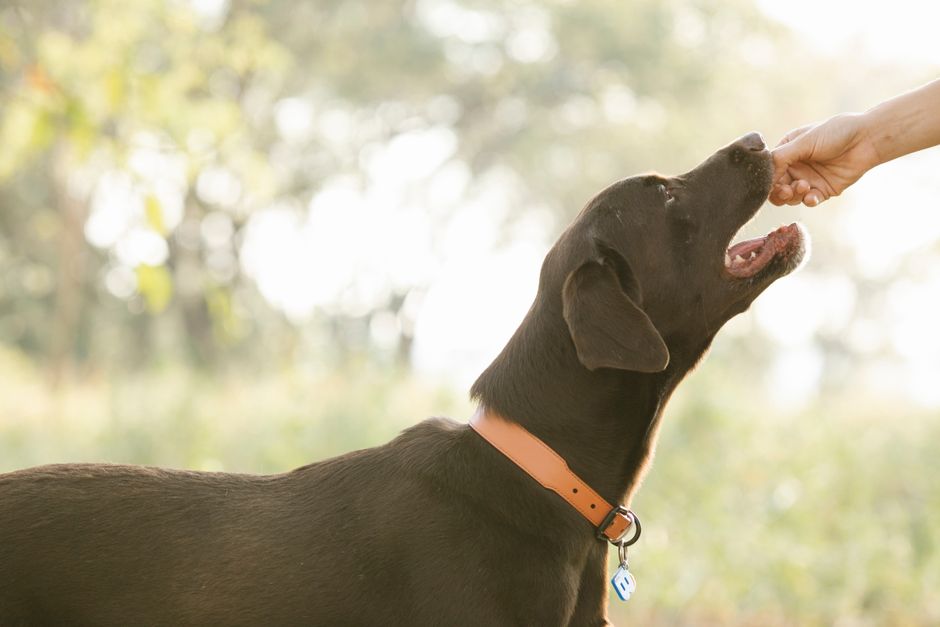 Best Multivitamin for Dogs: 7 Essential Nutrients (2026 Guide)