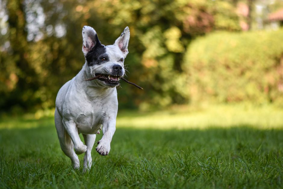 7 Signs Your Dog Needs Immune Support (Vet-Reviewed Guide)