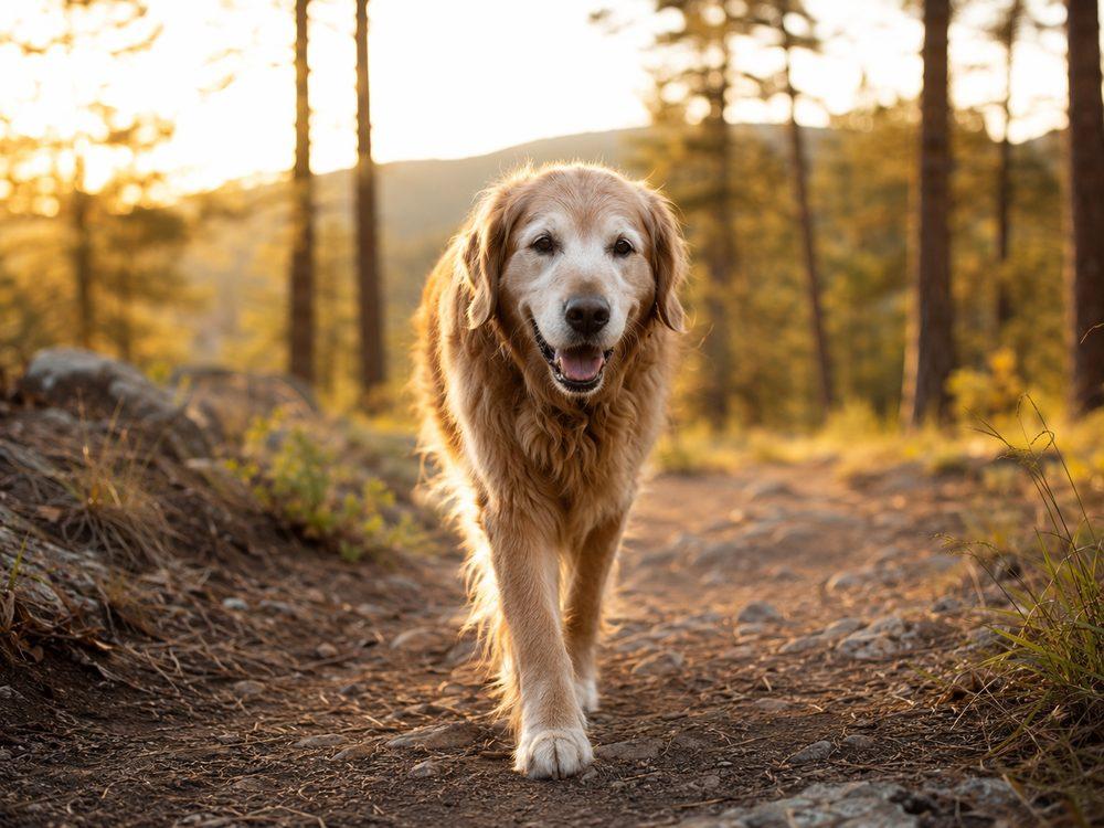 Senior Golden Retriever walking confidently on a forest trail